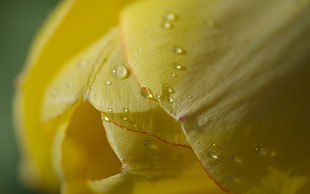 macroscopic photography of yellow petaled flower with liquid drops